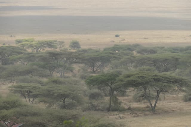 Kiyowela Ward gallery image 15