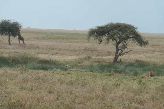 Kiyowela Ward gallery image 16