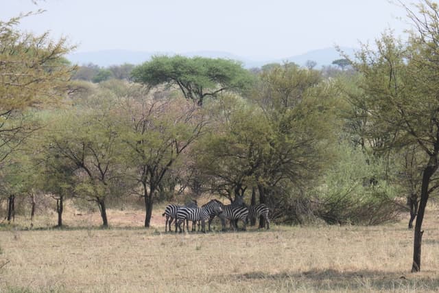Kiyowela Ward gallery image 19