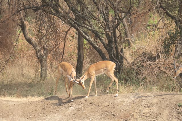 Kiyowela Ward gallery image 26