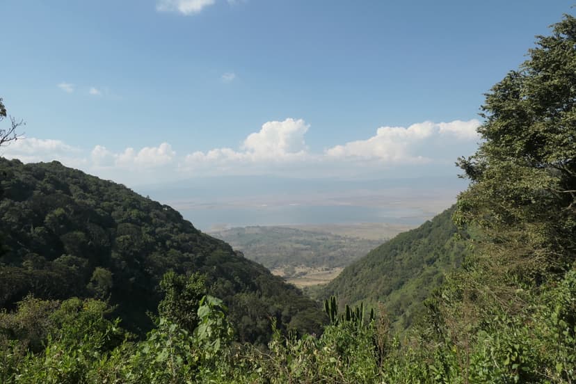 Forest Collateral Micro-Lending