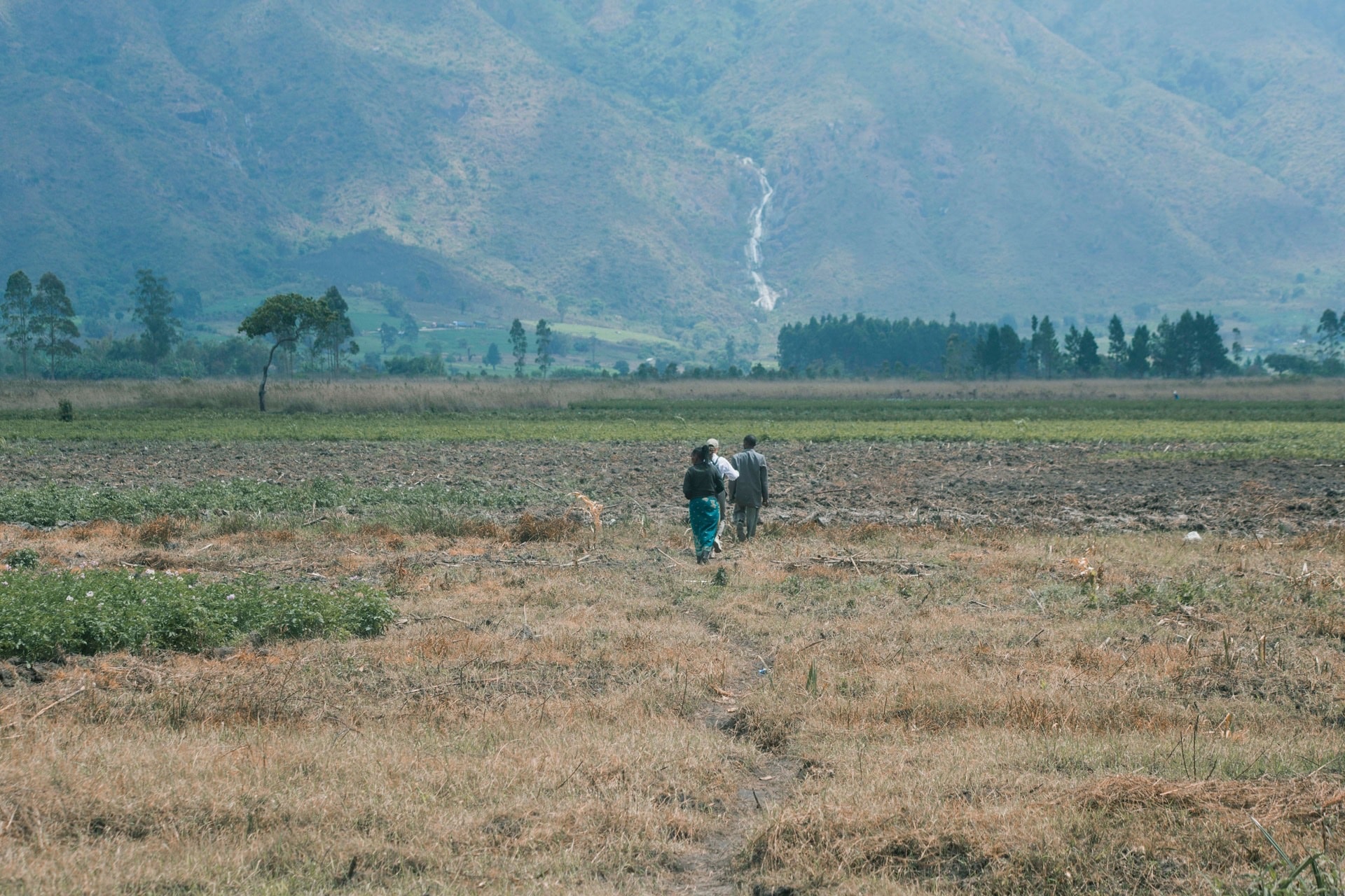 Landscape with tree in Tanzania showing reforestation efforts
