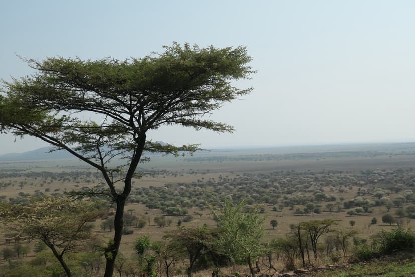 Tree Collateral Micro-Lending